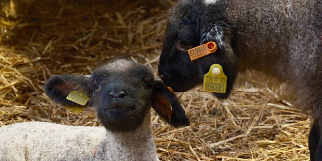 Merinos Koyunu’na yeni rakip! Üstelik eti de çok: Bandırma Koyunu’yla tanışın 3